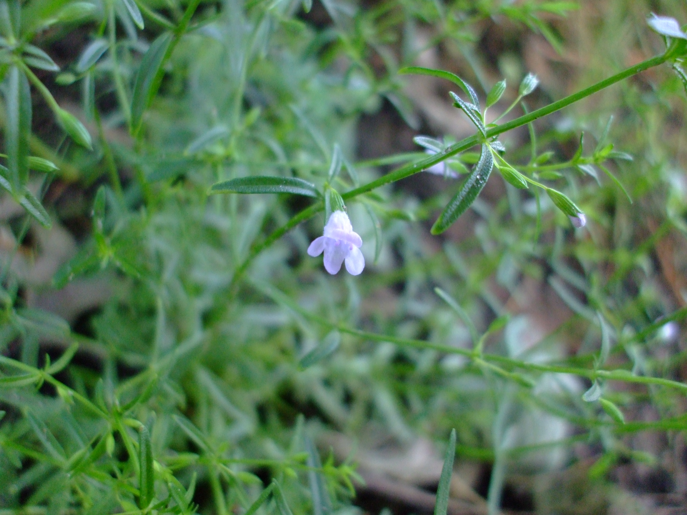 Calamintha arkansana
